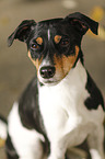 Parson Russell Terrier Portrait