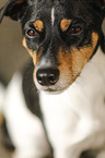 Parson Russell Terrier Portrait