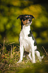 sitzender Parson Russell Terrier