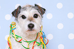 Parson Russell Terrier Portrait