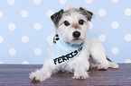 liegender Parson Russell Terrier