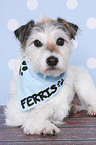 liegender Parson Russell Terrier