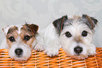 Jack & Parson Russell Terrier