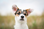 Parson Russell Terrier Portrait