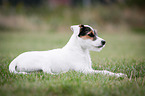 liegender Parson Russell Terrier