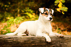 liegender Parson Russell Terrier