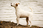 stehender Parson Russell Terrier