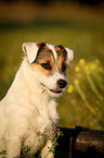 Parson Russell Terrier Portrait