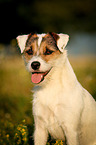 Parson Russell Terrier Portrait