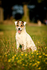 sitzender Parson Russell Terrier