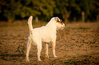 stehender Parson Russell Terrier