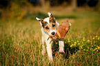 rennender Parson Russell Terrier