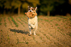 rennender Parson Russell Terrier