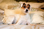 liegender Parson Russell Terrier