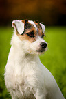 Parson Russell Terrier Portrait