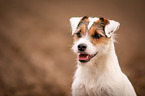 Parson Russell Terrier Portrait