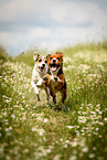 Parson Russell Terrier und Beagle