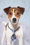 Parson Russell Terrier Portrait