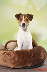 sitzender Parson Russell Terrier