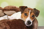 liegender Parson Russell Terrier