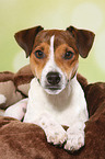 liegender Parson Russell Terrier