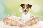 liegender Parson Russell Terrier