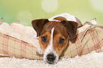 liegender Parson Russell Terrier