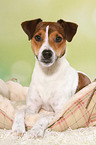 liegender Parson Russell Terrier