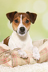 liegender Parson Russell Terrier