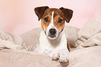 liegender Parson Russell Terrier