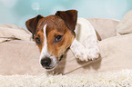 liegender Parson Russell Terrier