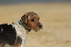 Parson Russell Terrier Portrait