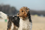 Parson Russell Terrier Portrait