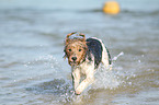 rennender Parson Russell Terrier