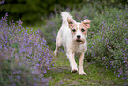 Parson Russell Terrier