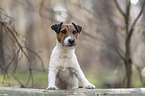 Parson Russell Terrier