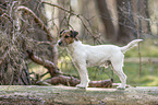 stehender Parson Russell Terrier