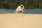 rennender Parson Russell Terrier