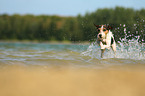 rennender Parson Russell Terrier