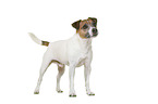 Parson Russell Terrier vor weiem Hintergrund