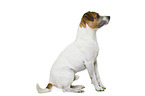 Parson Russell Terrier vor weiem Hintergrund