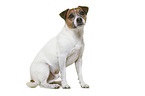 Parson Russell Terrier vor weiem Hintergrund