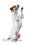 Parson Russell Terrier vor weiem Hintergrund