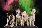 Parson Russell Terrier mit Holi Pulver