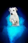 Parson Russell Terrier mit Holi Pulver