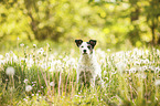 sitzender Parson Russell Terrier