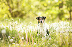 sitzender Parson Russell Terrier