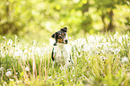 sitzender Parson Russell Terrier