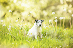 sitzender Parson Russell Terrier