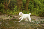 rennender Parson Russell Terrier